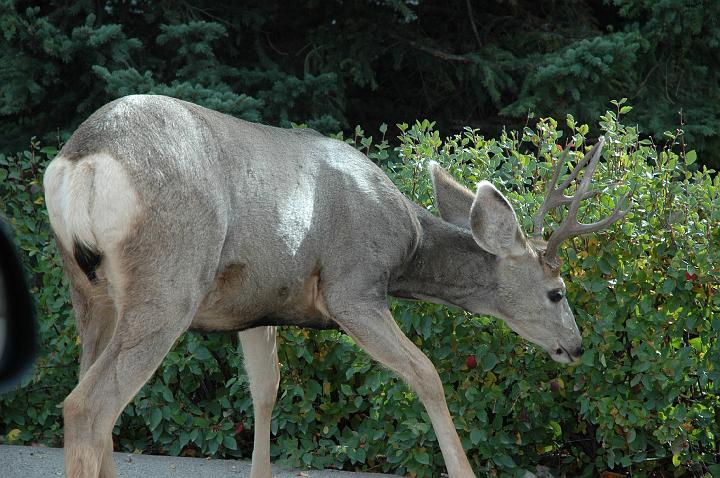 Banff (8).JPG